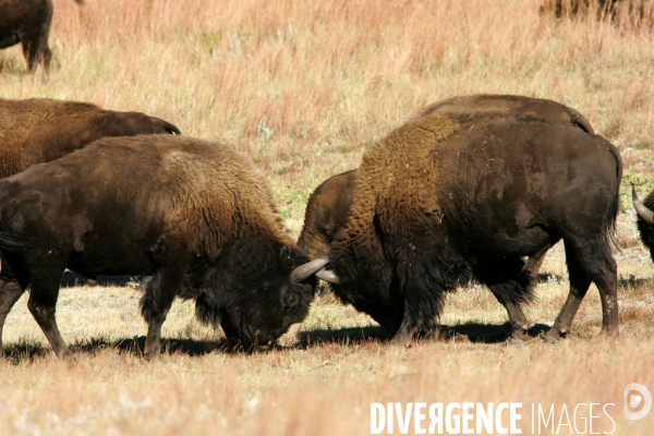 South Dakota Buffalo Round Up