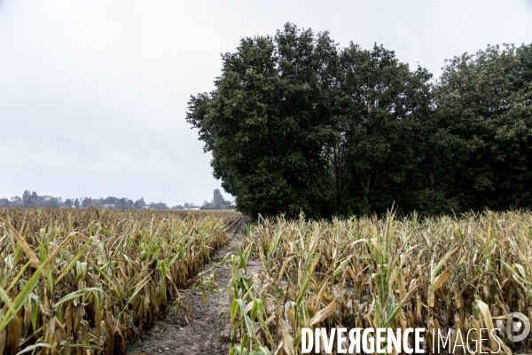 Chasse communale en foret de Rambouillet