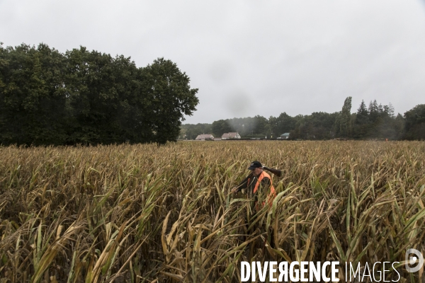 Chasse communale en foret de Rambouillet