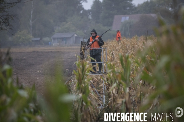 Chasse communale en foret de Rambouillet