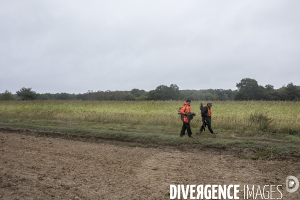 Chasse communale en foret de Rambouillet