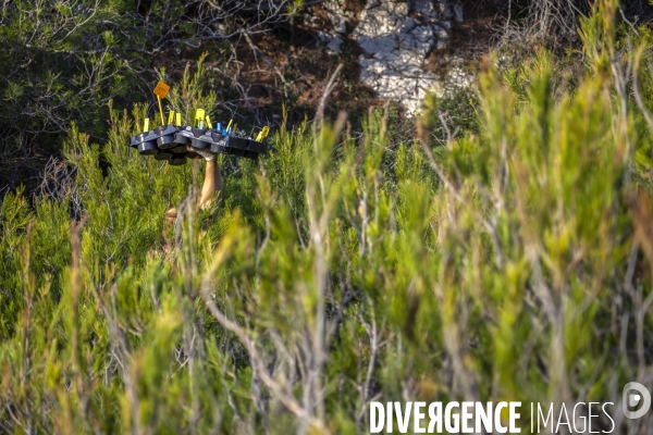 Plantation d Astragale dans les calanques de Marseille