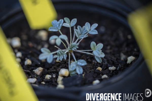 Plantation d Astragale dans les calanques de Marseille