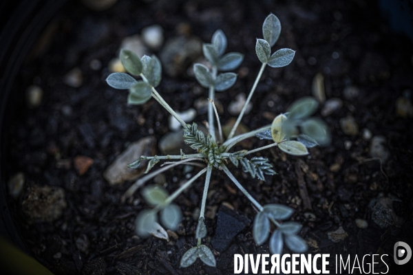 Plantation d Astragale dans les calanques de Marseille