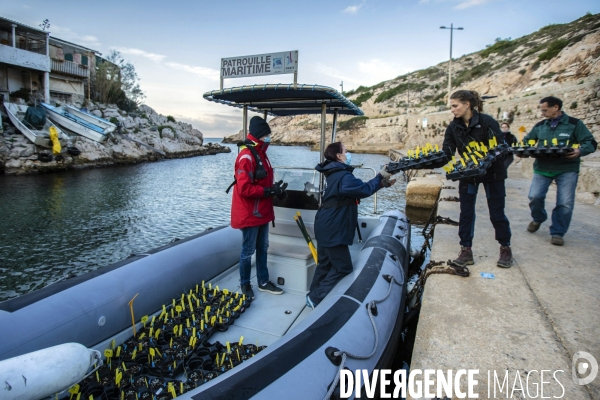 Plantation d Astragale dans les calanques de Marseille