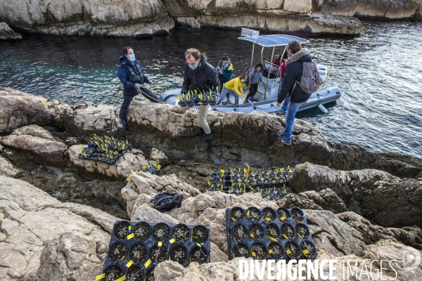 Plantation d Astragale dans les calanques de Marseille