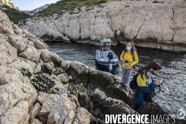 Plantation d Astragale dans les calanques de Marseille