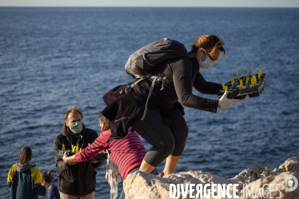 Plantation d Astragale dans les calanques de Marseille