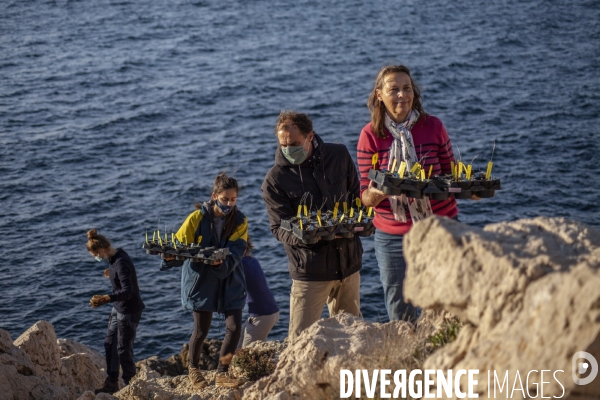 Plantation d Astragale dans les calanques de Marseille