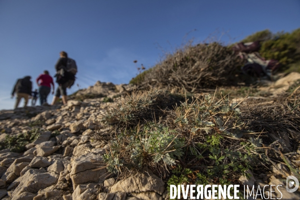 Plantation d Astragale dans les calanques de Marseille