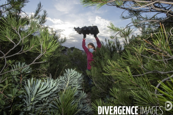 Plantation d Astragale dans les calanques de Marseille