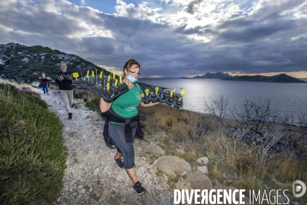 Plantation d Astragale dans les calanques de Marseille