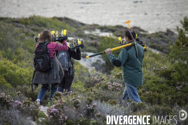 Plantation d Astragale dans les calanques de Marseille