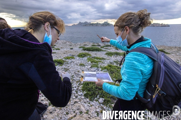 Plantation d Astragale dans les calanques de Marseille