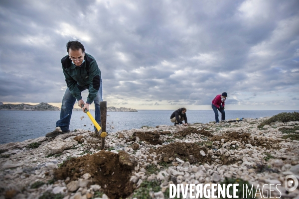 Plantation d Astragale dans les calanques de Marseille