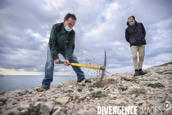 Plantation d Astragale dans les calanques de Marseille