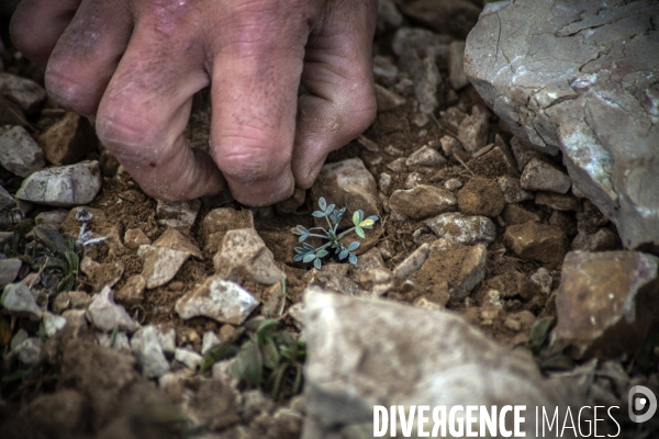 Plantation d Astragale dans les calanques de Marseille