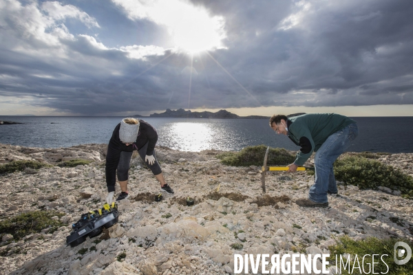 Plantation d Astragale dans les calanques de Marseille