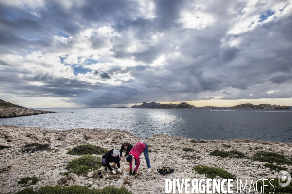 Plantation d Astragale dans les calanques de Marseille