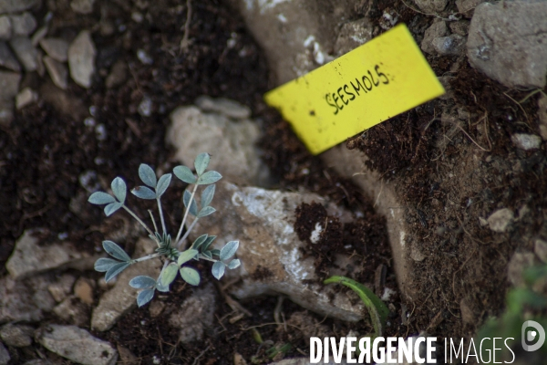 Plantation d Astragale dans les calanques de Marseille