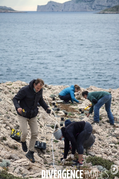 Plantation d Astragale dans les calanques de Marseille