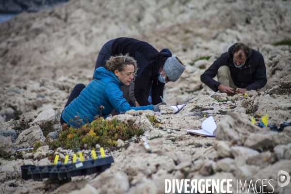 Plantation d Astragale dans les calanques de Marseille