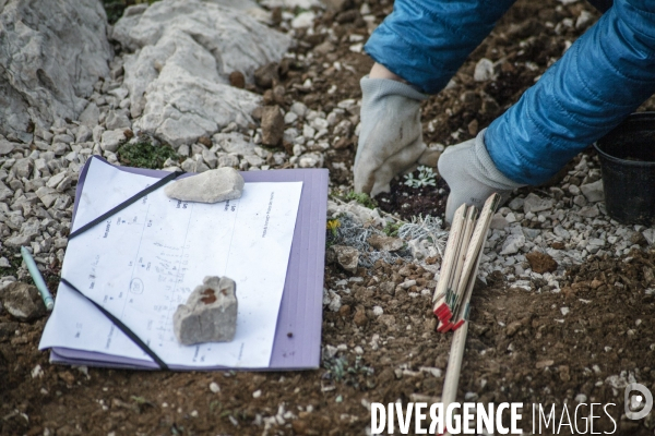 Plantation d Astragale dans les calanques de Marseille