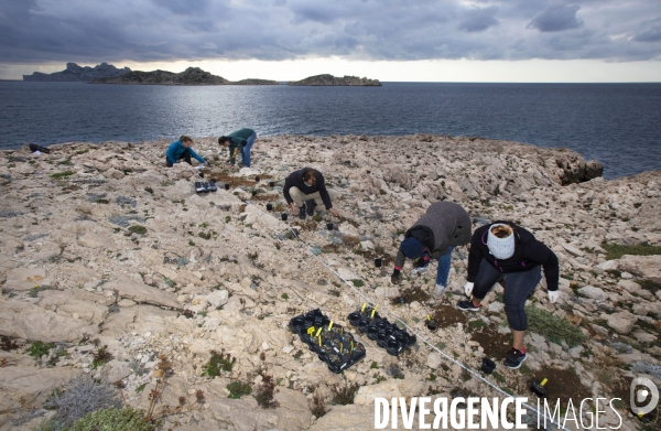 Plantation d Astragale dans les calanques de Marseille