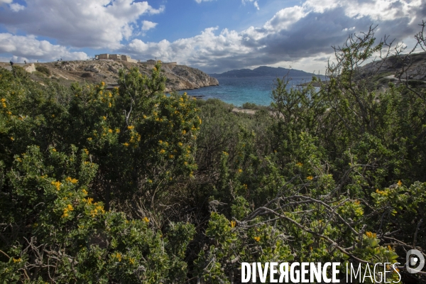 Héliportage. Actions sur les plantes exotiques envahissantes à l île de Frioul