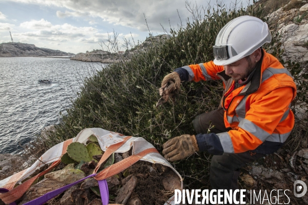 Héliportage. Actions sur les plantes exotiques envahissantes à l île de Frioul