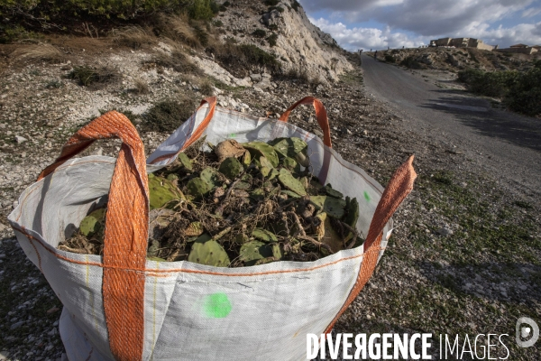 Héliportage. Actions sur les plantes exotiques envahissantes à l île de Frioul