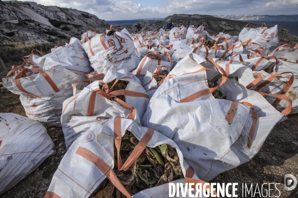 Héliportage. Actions sur les plantes exotiques envahissantes à l île de Frioul