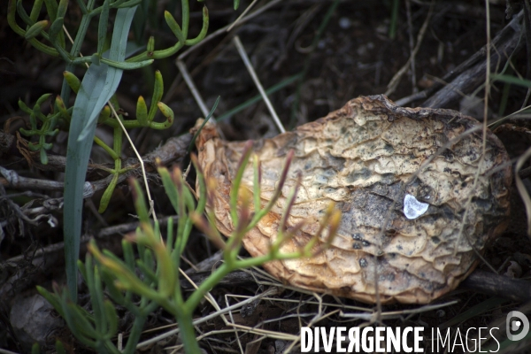 Héliportage. Actions sur les plantes exotiques envahissantes à l île de Frioul