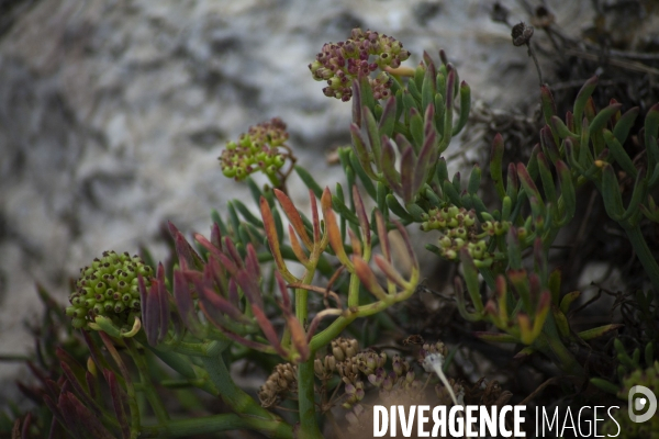 Héliportage. Actions sur les plantes exotiques envahissantes à l île de Frioul