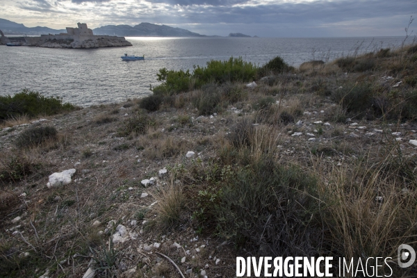 Héliportage. Actions sur les plantes exotiques envahissantes à l île de Frioul