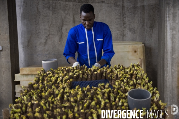 La Caverne, ferme d agriculture urbaine et souterraine