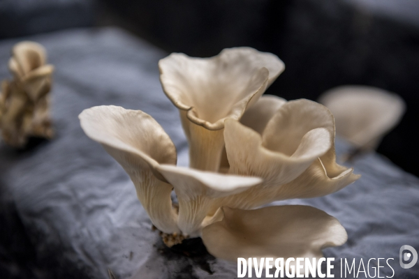La Caverne, ferme d agriculture urbaine et souterraine