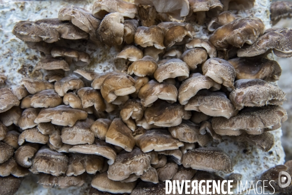La Caverne, ferme d agriculture urbaine et souterraine