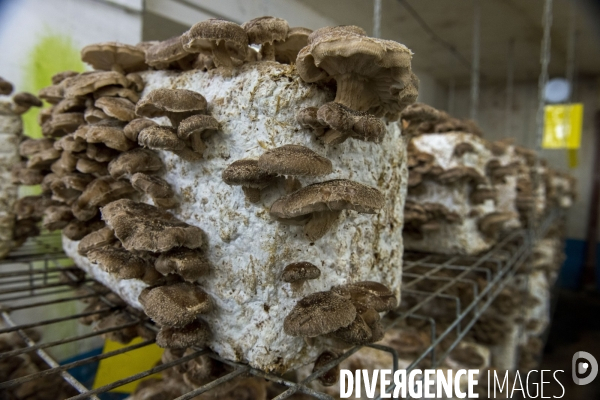 La Caverne, ferme d agriculture urbaine et souterraine