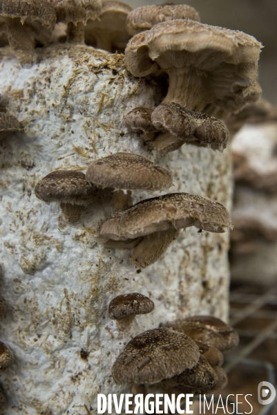 La Caverne, ferme d agriculture urbaine et souterraine