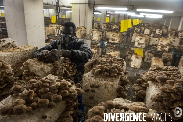 La Caverne, ferme d agriculture urbaine et souterraine