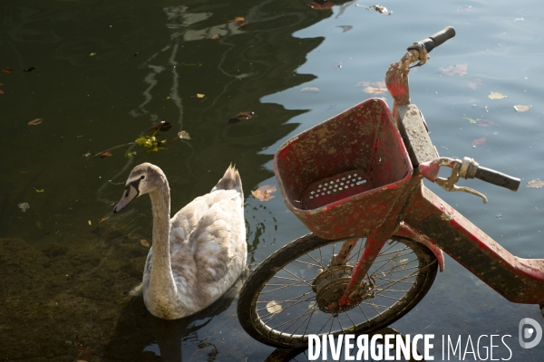 Pollution de La Seine à Paris :  les oiseaux, cygnes mouettes pigeons cotoient déchets et épaves de vélos. Pollution of the Seine in Paris: birds, swans, gulls, pigeons with wastes and wrecks of bicycles.