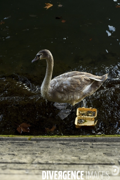 Pollution de La Seine à Paris :  les oiseaux, cygnes mouettes pigeons cotoient déchets et épaves de vélos. Pollution of the Seine in Paris: birds, swans, gulls, pigeons with wastes and wrecks of bicycles.