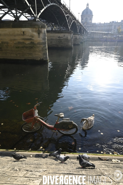 Pollution de La Seine à Paris :  les oiseaux, cygnes mouettes pigeons cotoient déchets et épaves de vélos. Pollution of the Seine in Paris: birds, swans, gulls, pigeons with wastes and wrecks of bicycles.