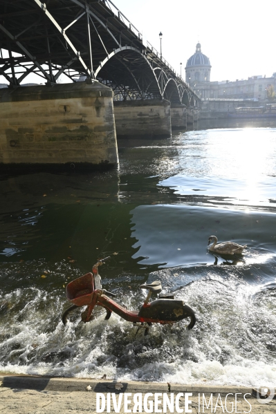 Pollution de La Seine à Paris :  les oiseaux, cygnes mouettes pigeons cotoient déchets et épaves de vélos. Pollution of the Seine in Paris: birds, swans, gulls, pigeons with wastes and wrecks of bicycles.