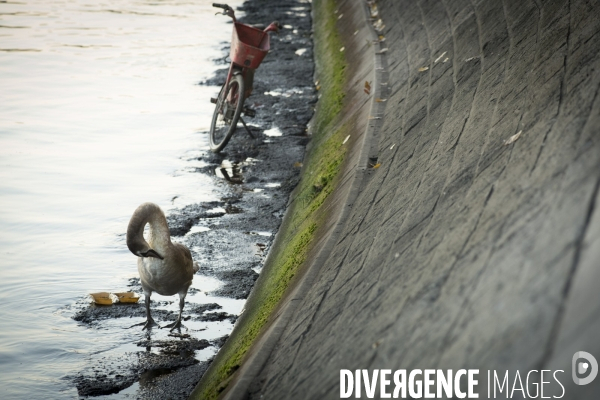 Pollution de La Seine à Paris :  les oiseaux, cygnes mouettes pigeons cotoient déchets et épaves de vélos. Pollution of the Seine in Paris: birds, swans, gulls, pigeons with wastes and wrecks of bicycles.