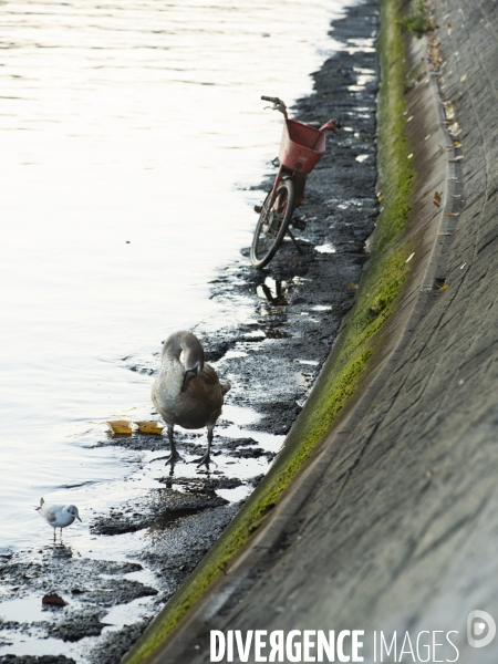 Pollution de La Seine à Paris :  les oiseaux, cygnes mouettes pigeons cotoient déchets et épaves de vélos. Pollution of the Seine in Paris: birds, swans, gulls, pigeons with wastes and wrecks of bicycles.