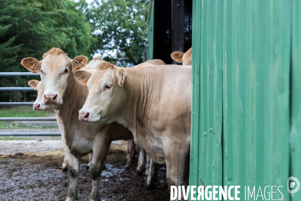 Ostéopathie animale