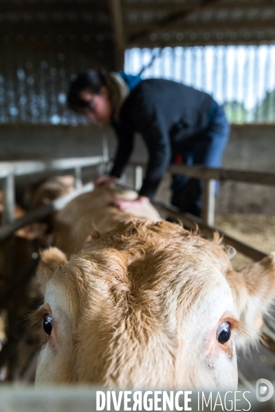 Ostéopathie animale