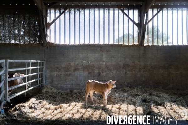 Ostéopathie animale